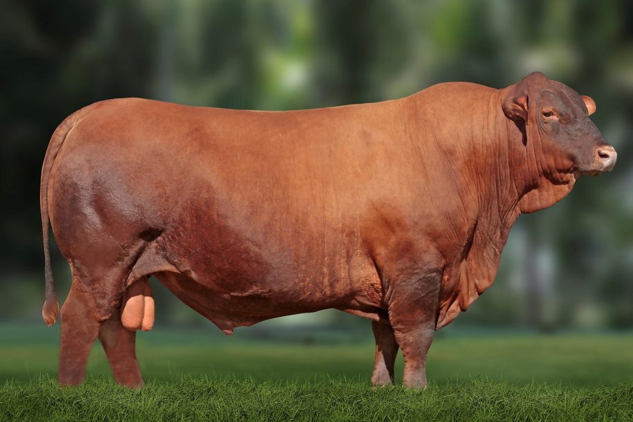 REPRODUTOR SENEPOL PO